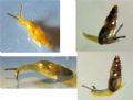 Cecilioides&nbsp;acicula